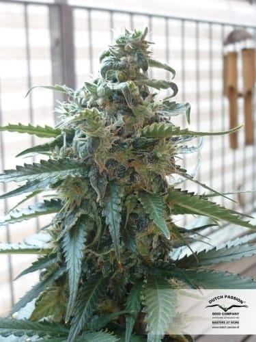 Auto Blueberry cannabis seeds – Indoor-friendly – Auto-Flowering – Feminized – image 15 from Seed City
