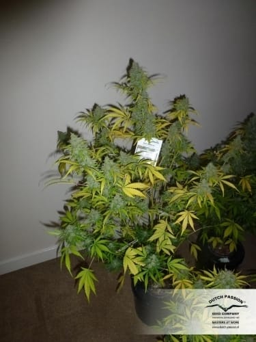 Image 16 of Auto Blueberry cannabis by Dutch Passion Seeds – Feminized – Indica Dominant – Indoor-friendly – Seed City