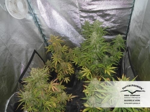 Auto-Flowering – Feminized – Indica Dominant – Auto Blueberry strain – image 17 – from Dutch Passion Seeds via Seed City