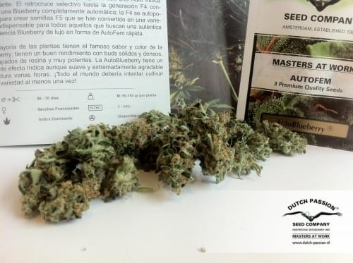 Auto Blueberry by Dutch Passion Seeds – Indica Dominant – Auto-Flowering – Feminized – image 18 – Seed City
