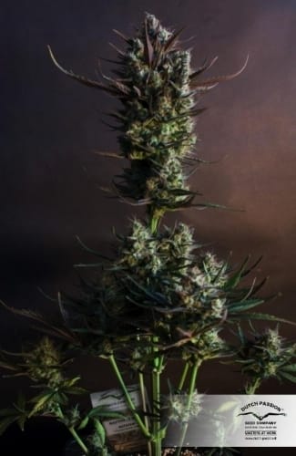 Auto Blueberry by Dutch Passion Seeds – Indica Dominant – Feminized – Indoor-friendly – image 19 – Seed City