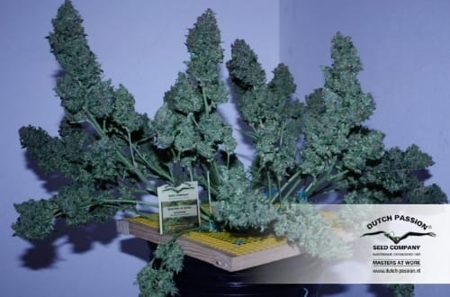 Image 20 of Auto Blueberry cannabis by Dutch Passion Seeds – Feminized – Indoor-friendly – Auto-Flowering – Seed City