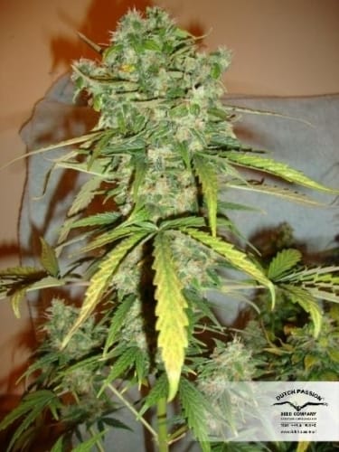 Image 21 of Auto Blueberry cannabis by Dutch Passion Seeds – Feminized – Auto-Flowering – Indoor-friendly – Seed City