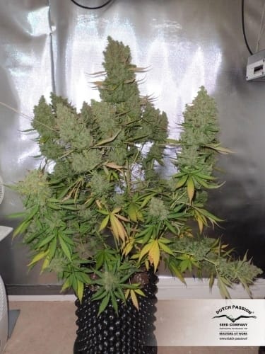 Auto Blueberry cannabis seeds – Auto-Flowering – Feminized – Indoor-friendly – image 22 from Seed City