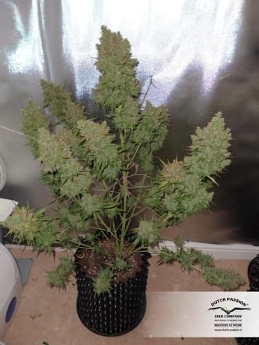 Auto Blueberry cannabis seeds – Auto-Flowering – Indoor-friendly – Indica Dominant – image 23 from Seed City