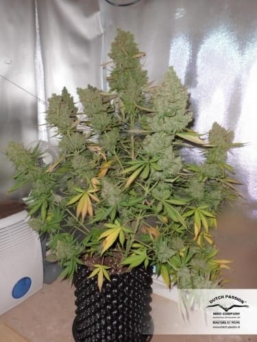 Image 24 of Auto Blueberry cannabis by Dutch Passion Seeds – Indica Dominant – Auto-Flowering – Feminized – Seed City