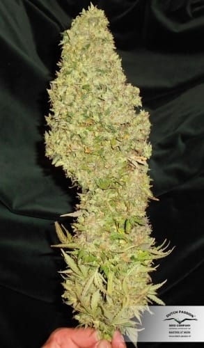 Image 25 of Auto Blueberry cannabis by Dutch Passion Seeds – Indica Dominant – Feminized – Indoor-friendly – Seed City