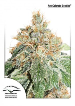 AutoColorado Cookies cannabis seeds – Fruity – Large yield – Feminized – image 1 from Seed City
