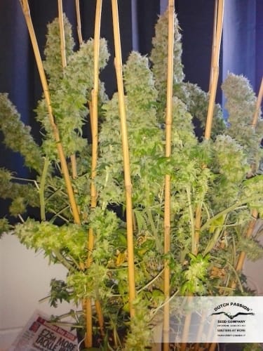 AutoEuphoria cannabis seeds – Stress Relief – Good for outdoor grow – Skunky – image 2 from Seed City