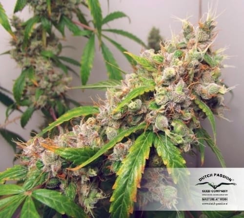 Skunky – Auto-Flowering – Stress Relief – AutoEuphoria strain – image 3 – from Dutch Passion Seeds via Seed City