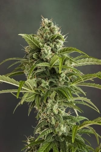 AutoEuphoria from Dutch Passion Seeds