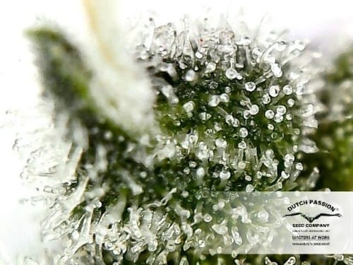 showing Auto-Flowering – Guaranteed female plants – Skunky – image 5 – Seed City