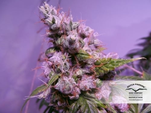 AutoEuphoria cannabis seeds – Sativa-leaning – Auto-Flowering – Stress Relief – image 6 from Seed City