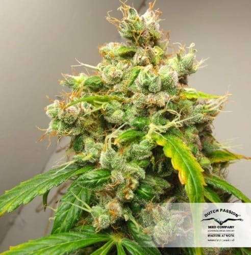AutoEuphoria cannabis seeds – Good for outdoor grow – Sativa-leaning – Stress Relief – image 7 from Seed City