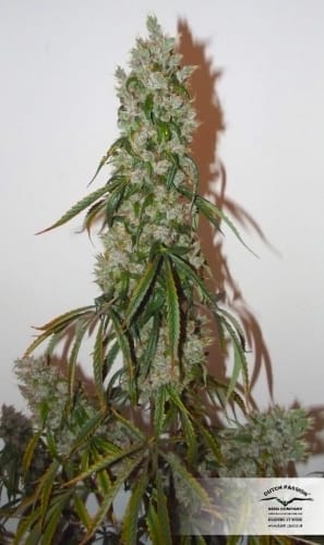 AutoEuphoria from Dutch Passion Seeds