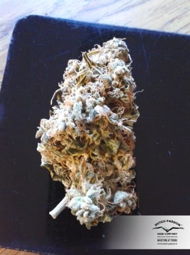 showing Stress Relief – Skunky – Good for outdoor grow – image 8 – Seed City