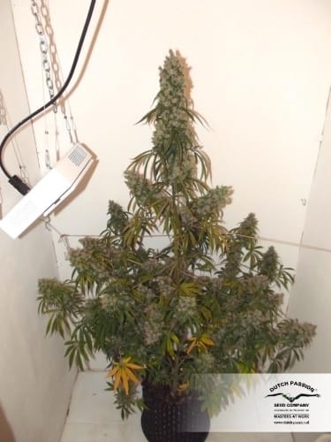 Stress Relief – Good for outdoor grow – Skunky – AutoEuphoria strain – image 9 – from Dutch Passion Seeds via Seed City