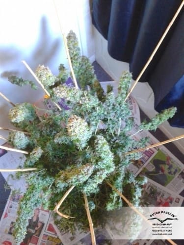 AutoEuphoria cannabis seeds – Auto-Flowering – Sativa-leaning – Stress Relief – image 10 from Seed City