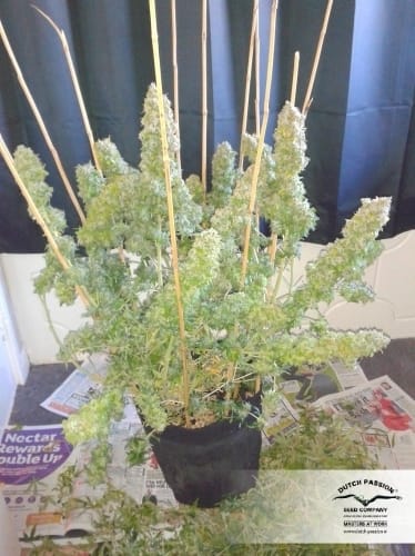 AutoEuphoria cannabis seeds – Guaranteed female plants – Good for outdoor grow – Stress Relief – image 11 from Seed City