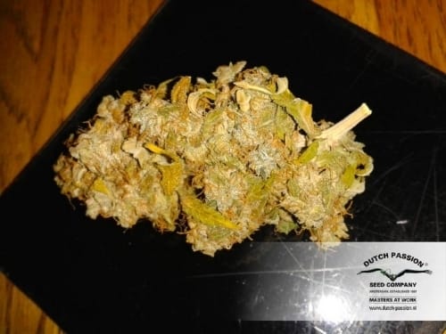 AutoEuphoria by Dutch Passion Seeds – Stress Relief – Auto-Flowering – Good for outdoor grow – image 12 – Seed City