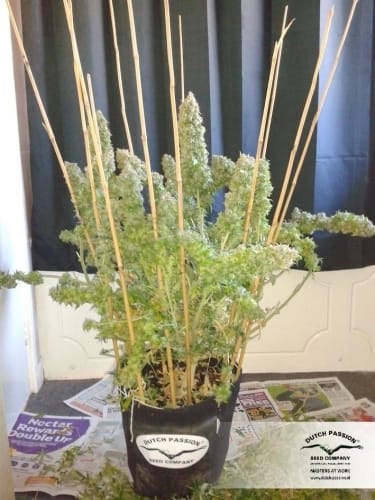 AutoEuphoria from Dutch Passion Seeds