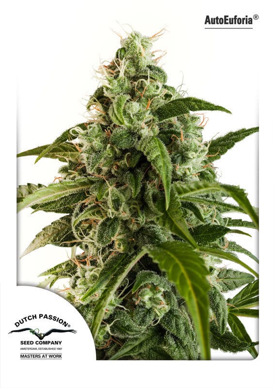 AutoEuphoria cannabis seeds – Auto-Flowering – Good for outdoor grow – Skunky – image 1 from Seed City
