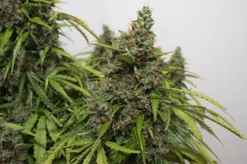 Image 2 of Auto Mazar cannabis by Dutch Passion Seeds – Super Strength – Auto-Flowering – Large yield – Seed City