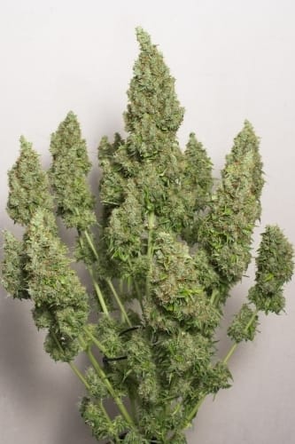 Large yield – Guaranteed female plants – Hashy – Auto Mazar strain – image 3 – from Dutch Passion Seeds via Seed City