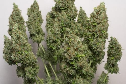 Image 4 of Auto Mazar cannabis by Dutch Passion Seeds – Hashy – Large yield – Short (up to 80cm) – Seed City
