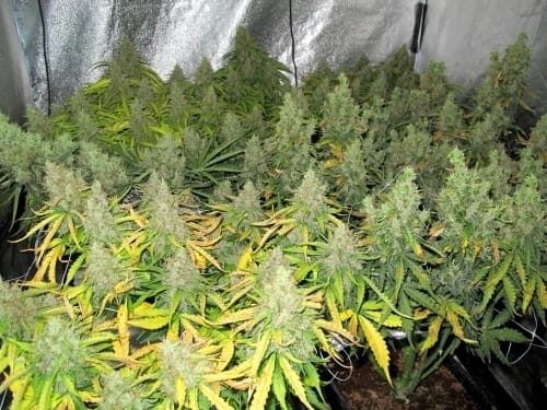 Auto Mazar from Dutch Passion Seeds