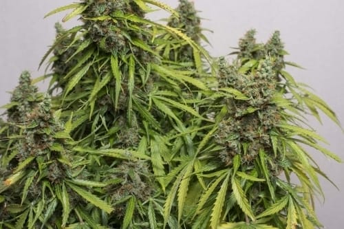 showing Guaranteed female plants – Indoor-friendly – Hashy – image 5 – Seed City