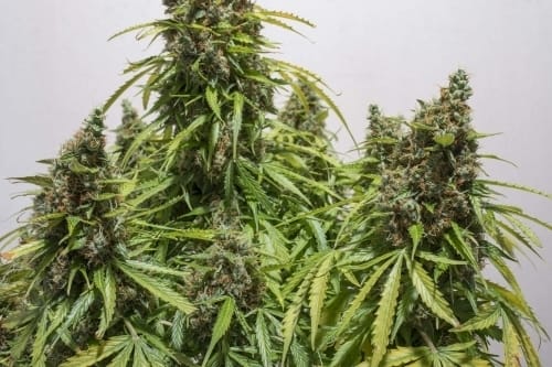 Auto Mazar from Dutch Passion Seeds