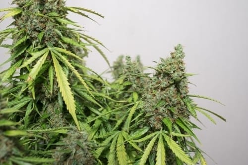 Auto Mazar from Dutch Passion Seeds