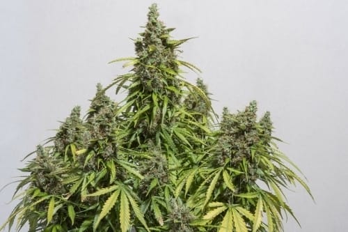 Short (up to 80cm) – Indoor-friendly – Hashy – Auto Mazar strain – image 7 – from Dutch Passion Seeds via Seed City
