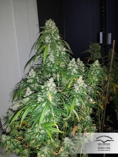 Auto Mazar cannabis seeds – Super Strength – Indoor-friendly – Guaranteed female plants – image 8 from Seed City