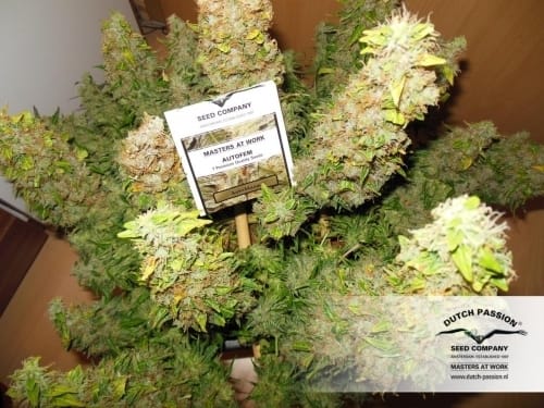 Image 9 of Auto Mazar cannabis by Dutch Passion Seeds – Indoor-friendly – Indica Dominant – Hashy – Seed City
