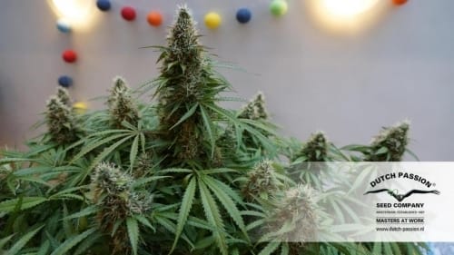 Image 11 of Auto Mazar cannabis by Dutch Passion Seeds – Indoor-friendly – Guaranteed female plants – Hashy – Seed City