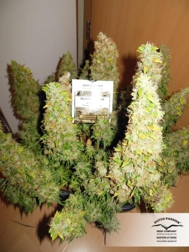 showing Hashy – Indica Dominant – Short (up to 80cm) – image 12 – Seed City