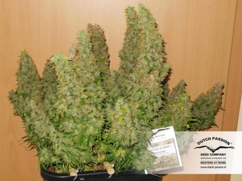 Auto Mazar by Dutch Passion Seeds – Guaranteed female plants – Hashy – Resistant to Pests – image 13 – Seed City