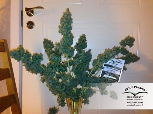 Auto Mazar cannabis seeds – Guaranteed female plants – Auto-Flowering – Indica Dominant – image 14 from Seed City