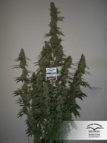 Auto Mazar cannabis seeds – Resistant to Pests – Indica Dominant – Guaranteed female plants – image 15 from Seed City