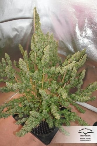 Auto Mazar cannabis seeds – Indoor-friendly – Auto-Flowering – Resistant to Pests – image 16 from Seed City