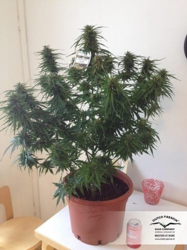 Image 17 of Auto Mazar cannabis by Dutch Passion Seeds – Indica Dominant – Short (up to 80cm) – Large yield – Seed City
