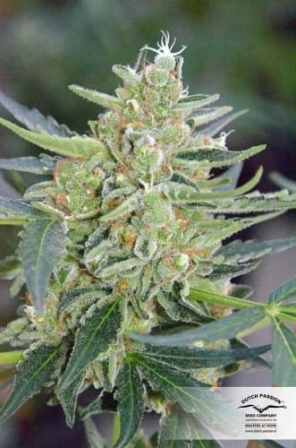 Auto Mazar by Dutch Passion Seeds – Hashy – Short (up to 80cm) – Indoor-friendly – image 18 – Seed City