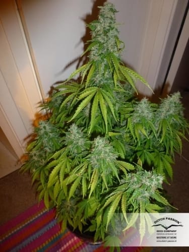 Auto Mazar from Dutch Passion Seeds