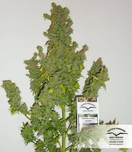 Auto Mazar by Dutch Passion Seeds – Hashy – Super Strength – Guaranteed female plants – image 20 – Seed City
