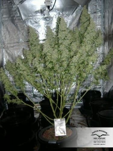 Image 22 of Auto Mazar cannabis by Dutch Passion Seeds – Short (up to 80cm) – Resistant to Pests – Hashy – Seed City