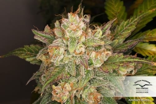 Sweet – Indica Dominant – Insomnia – AutoNight Queen strain – image 2 – from Dutch Passion Seeds via Seed City