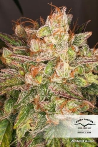 Auto-Flowering – Feminized – Greenhouse – AutoNight Queen strain – image 3 – from Dutch Passion Seeds via Seed City