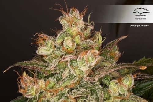 AutoNight Queen by Dutch Passion Seeds – Insomnia – Greenhouse – Indica Dominant – image 4 – Seed City